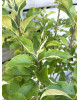 Nízkokmenná mini jabloň (Malus domestica) ´GARDEN SUN RED´
