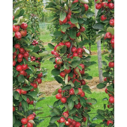Stĺpovitá jabloň (Malus domestica) ´RED SENSATION´ Stĺpovitá jabloň (Malus domestica) ´RED SENSATION´