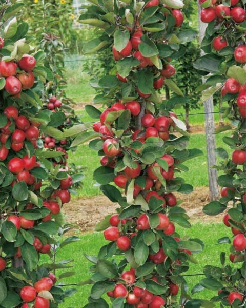 Stĺpovitá jabloň (Malus domestica) ´RED SENSATION´ Stĺpovitá jabloň (Malus domestica) ´RED SENSATION´