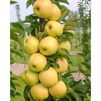 Mini stĺpovitá jabloň (Malus ballerina) ´BOLERO´® Mini stĺpovitá jabloň (Malus ballerina) ´BOLERO´®