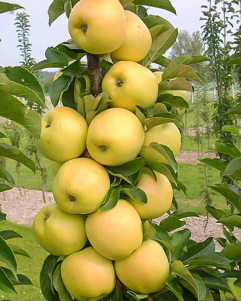 Mini stĺpovitá jabloň (Malus ballerina) ´BOLERO´®