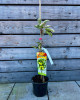 Mini stĺpovitá jabloň (Malus ballerina) ´BOLERO´®