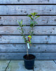 Mini stĺpovitá jabloň (Malus ballerina) ´DELEGRINA´ Mini stĺpovitá jabloň (Malus ballerina) ´DELEGRINA´