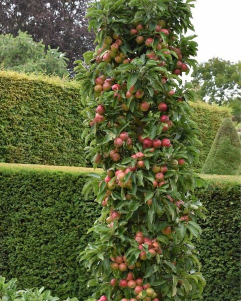 Stĺpovitá jabloň (Malus ballerina) ´FLAMENCO´ Stĺpovitá jabloň (Malus ballerina) ´FLAMENCO´