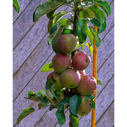 Stĺpovitá jabloň (Malus ballerina) ´POLKA´® Stĺpovitá jabloň (Malus ballerina) ´POLKA´®