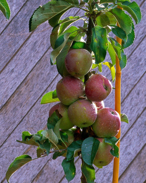 Stĺpovitá jabloň (Malus ballerina) ´POLKA´® Stĺpovitá jabloň (Malus ballerina) ´POLKA´®