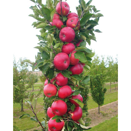 Stĺpovitá jabloň (Malus ballerina) ´POLKA´ Stĺpovitá jabloň (Malus ballerina) ´POLKA´