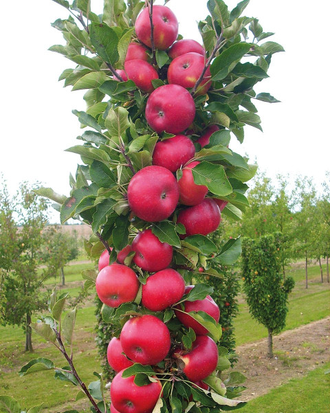 Stĺpovitá jabloň (Malus ballerina) ´POLKA´