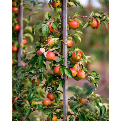 Stĺpovitá jabloň (Malus ballerina) ´MAYPOLE´ Stĺpovitá jabloň (Malus ballerina) ´MAYPOLE´