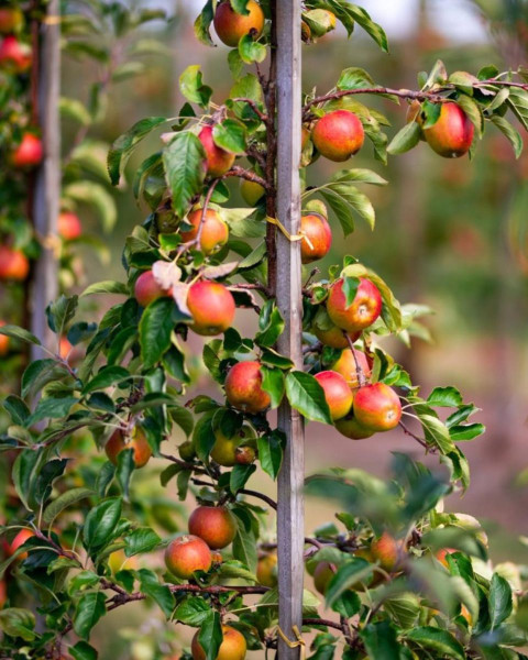 Stĺpovitá jabloň (Malus ballerina) ´MAYPOLE´