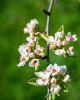 Stĺpovitá jabloň (Malus ballerina) ´POLKA´® Stĺpovitá jabloň (Malus ballerina) ´POLKA´®