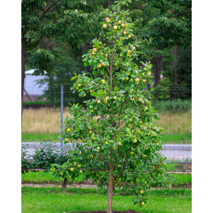Stĺpovitá jabloň (Malus ballerina) ´BOLERO´® Stĺpovitá jabloň (Malus ballerina) ´BOLERO´®