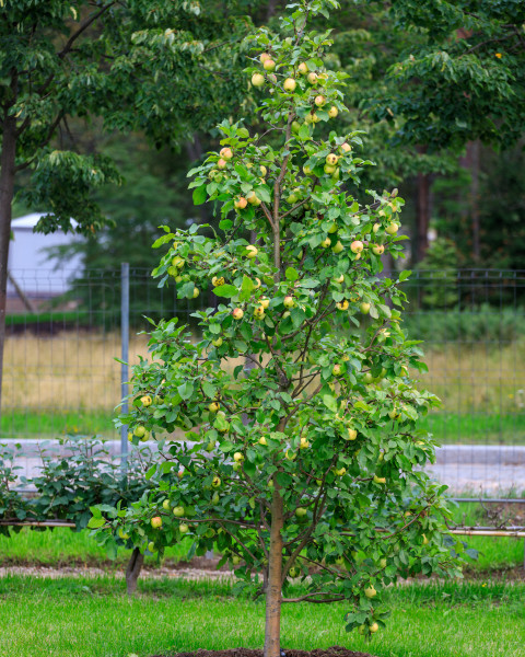 Stĺpovitá jabloň (Malus ballerina) ´BOLERO´® Stĺpovitá jabloň (Malus ballerina) ´BOLERO´®