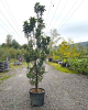 Stĺpovitá jabloň (Malus ballerina) ´WALTZ®´ Stĺpovitá jabloň (Malus ballerina) ´WALTZ®´