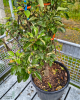 Stĺpovitá jabloň (Malus ballerina) ´BOLERO´® Stĺpovitá jabloň (Malus ballerina) ´BOLERO´®