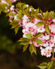 Stĺpovitá jabloň (Malus ballerina) ´BOLERO´® Stĺpovitá jabloň (Malus ballerina) ´BOLERO´®