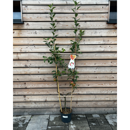 Jabloň domáca (Malus domestica) ´JONAGOLD´ - tvarovaná stena ´U´