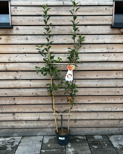 Jabloň domáca (Malus domestica) ´JONAGOLD´ - tvarovaná stena ´U´