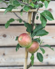 Mini stĺpovitá jabloň (Malus ballerina) ´DELEGRINA´
