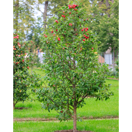 Stĺpovitá jabloň (Malus ballerina) ´POLKA´® Stĺpovitá jabloň (Malus ballerina) ´POLKA´®