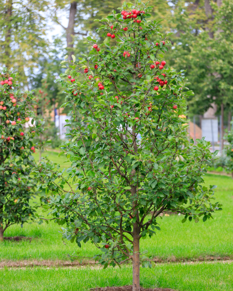 Stĺpovitá jabloň (Malus ballerina) ´POLKA´® Stĺpovitá jabloň (Malus ballerina) ´POLKA´®