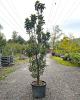 Stĺpovitá jabloň (Malus ballerina) ´POLKA´® Stĺpovitá jabloň (Malus ballerina) ´POLKA´®