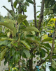 Stĺpovitá jabloň (Malus ballerina) ´POLKA´® Stĺpovitá jabloň (Malus ballerina) ´POLKA´®