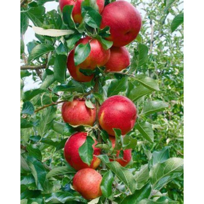 Mini stĺpovitá jabloň (Malus ballerina) ´RED CATS´ Mini stĺpovitá jabloň (Malus ballerina) ´RED CATS´