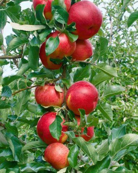 Mini stĺpovitá jabloň (Malus ballerina) ´RED CATS´ Mini stĺpovitá jabloň (Malus ballerina) ´RED CATS´