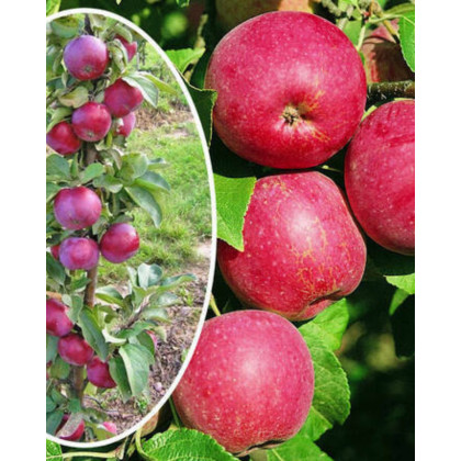 Mini stĺpovitá jabloň (Malus ballerina) ´RUMBA´ Mini stĺpovitá jabloň (Malus ballerina) ´RUMBA´