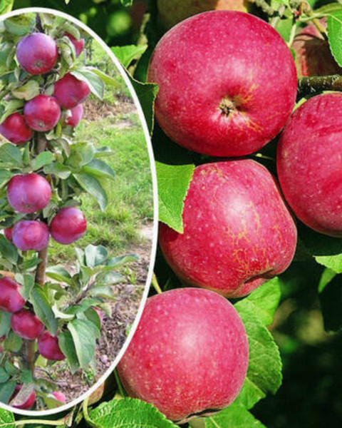 Mini stĺpovitá jabloň (Malus ballerina) ´RUMBA´