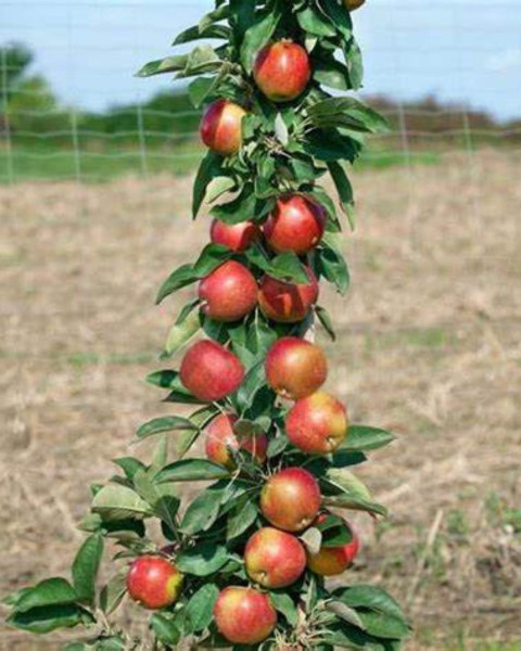 Mini stĺpovitá jabloň (Malus ballerina) ´STAR CATS´ Mini stĺpovitá jabloň (Malus ballerina) ´STAR CATS´