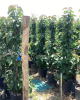 Stĺpovitá jabloň (Malus ballerina) ´MAYPOLE´