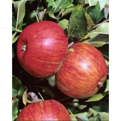 Jabloň domáca (Malus domestica) ´TOPAZ´ Jabloň domáca (Malus domestica) ´TOPAZ´