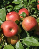 Stĺpovitá jabloň (Malus ballerina) ´WALTZ®´ Stĺpovitá jabloň (Malus ballerina) ´WALTZ®´