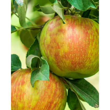 Jabloň domáca (Malus domestica) ´ZLATA RENETA´ 