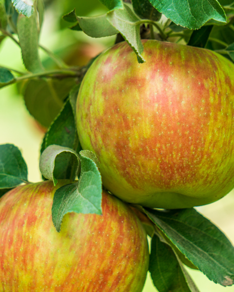 Jabloň domáca (Malus domestica) ´ZLATA RENETA´ 
