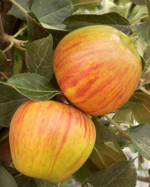 Jabloň domáca (Malus domestica) ´REINE DES REINETTES - ANANÁSOVÁ RENETA´