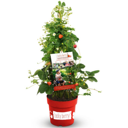 Jahoda previslá (Fragaria) ´LUCKY BERRY´ Jahoda previslá (Fragaria) ´LUCKY BERRY´
