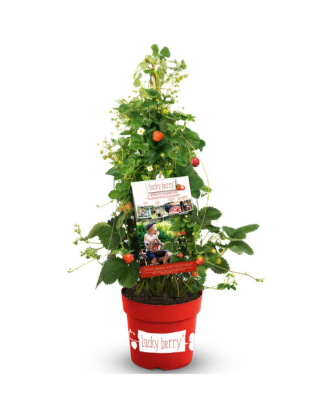 Jahoda previslá (Fragaria) ´LUCKY BERRY´ Jahoda previslá (Fragaria) ´LUCKY BERRY´