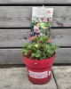 Jahoda previslá (Fragaria) ´LUCKY BERRY´