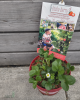 Jahoda previslá (Fragaria) ´LUCKY BERRY´
