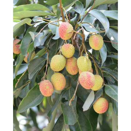 Jahodovec obyčajný (Arbutus unedo-Litchi) ´ATLANTIC´ Jahodovec obyčajný (Arbutus unedo-Litchi) ´ATLANTIC´