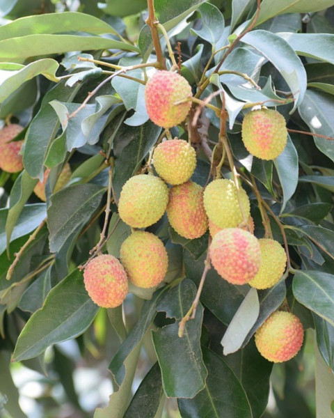 Jahodovec obyčajný (Arbutus unedo-Litchi) ´ATLANTIC´ Jahodovec obyčajný (Arbutus unedo-Litchi) ´ATLANTIC´