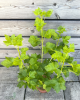 Kríženec ríbezle a egreša (Ribes nidigrolaria) ´JOSTA´