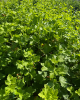 Kríženec ríbezle a egreša (Ribes nidigrolaria) ´JOSTA´