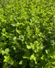 Kríženec ríbezle a egreša (Ribes nidigrolaria) ´JOSTA´