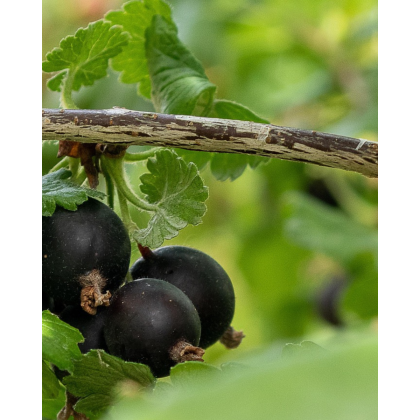 Kríženec ríbezle a egreša (Ribes nidigrolaria) ´JOSTA´
