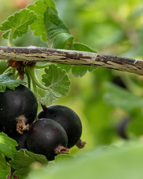 Kríženec ríbezle a egreša (Ribes nidigrolaria) ´JOSTA´