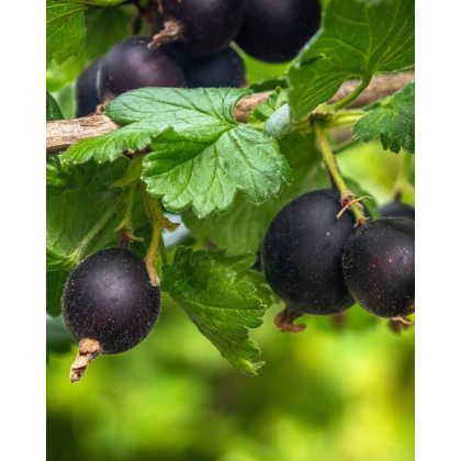 Kríženec ríbezle a egreša (Ribes nidigrolaria) ´JOSTA´
